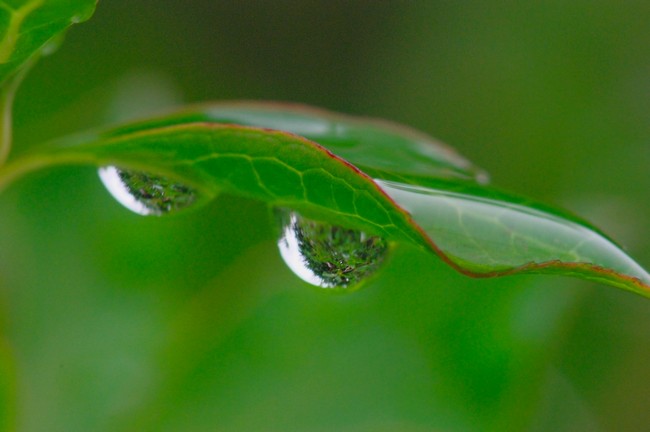 ドウダンツツジの葉と水滴